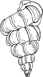 Seashell