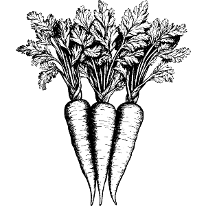 Three Carrots