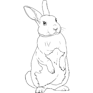 Standing Rabbit Animal