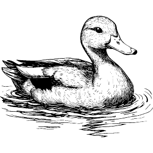 Swimming Duck