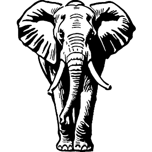 African Elephant