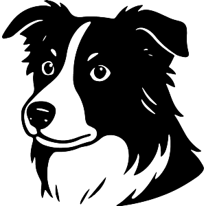 Border Collie Head