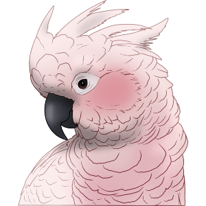 Moluccan Cockatoo