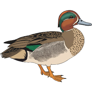 Green Winged Teal Duck