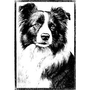Border Collie Portrait with Frame