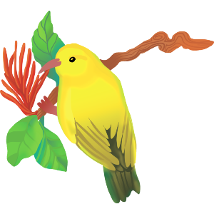 Hawaii Amakihi Tropical Bird