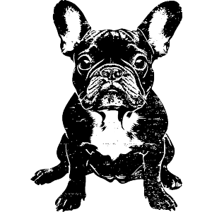 French Bulldog Sitting