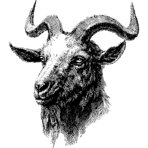 Goat Portrait