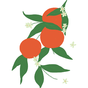 Oranges And Blossom 