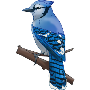 Blue Jay on a Branch