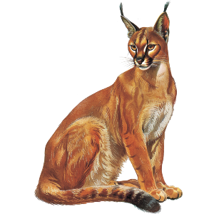 Caracal Sitting