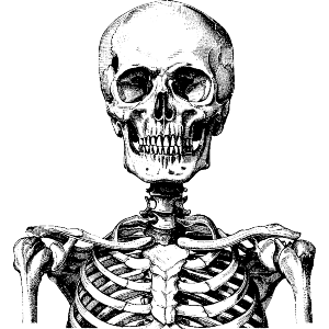 Human Skeleton