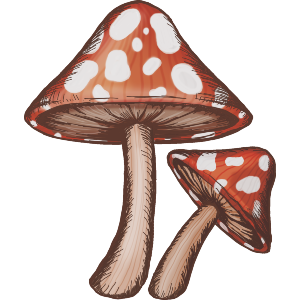 Toadstool Mushrooms