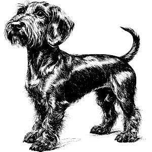 Standard Wire-haired Dachshund Side View