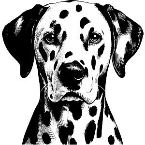 Dalmation Dog Portrait