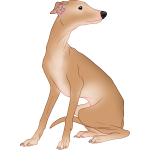 Elegant Italian Greyhound
