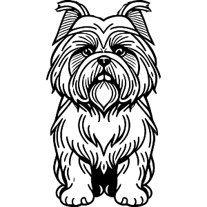 Lhasa Apso Dog
