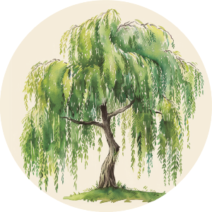 Weeping Willow Tree
