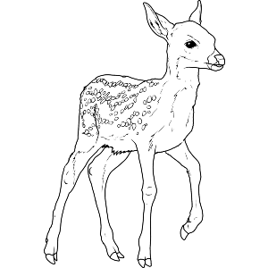 Young Deer