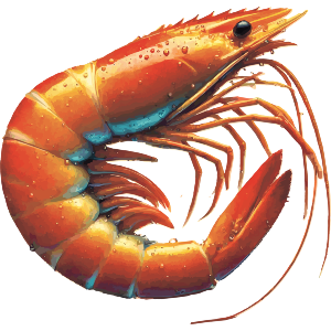 Cooked Prawn
