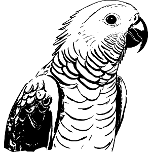 African Grey Parrot 