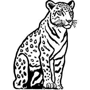 Sitting Jaguar