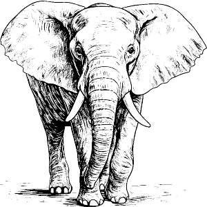 Elephant Standing