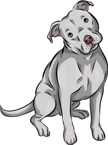 American Pitbull Terrier