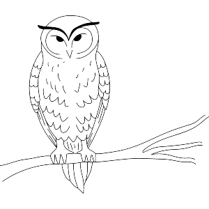 Owl on Branch