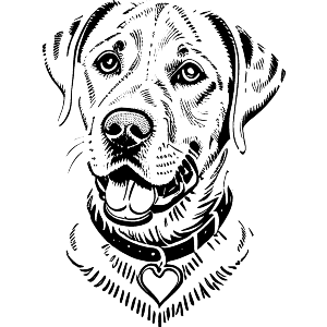 Labrador Retriever Dog