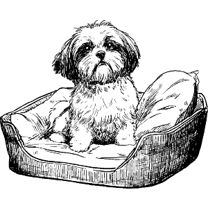 Shih Tzu on Pet Bed