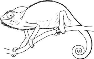 Chameleon