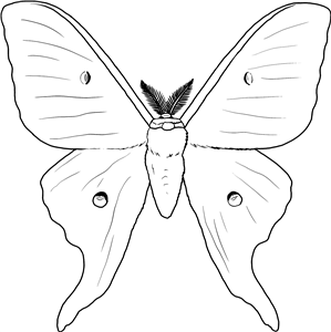 Luna Moth