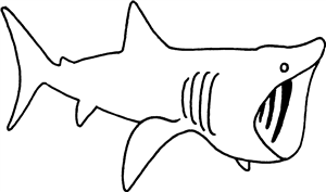 Basking Shark