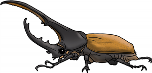 Hercules Beetle