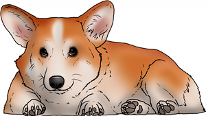 Corgi Lying Down