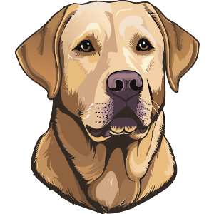 Labrador Retriever Head Realistic