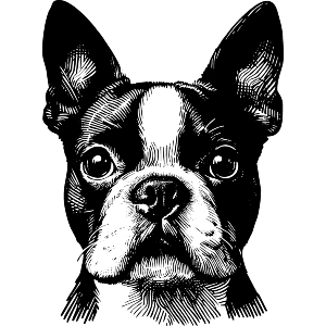 Boston Terrier