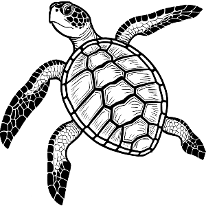 Hawksbill Turtle