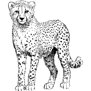 Cheetah Standing