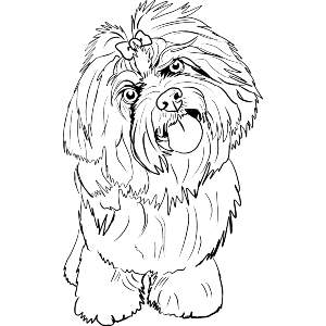 Lhasa Apso Dog