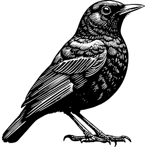 Eurasian Blackbird