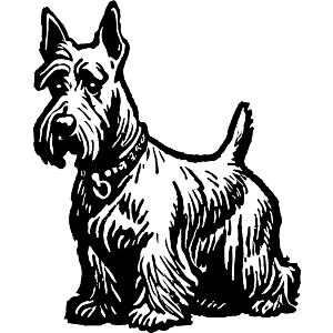 Scottish Terrier Dog