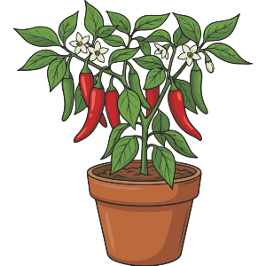 Pepper Plant In Pot