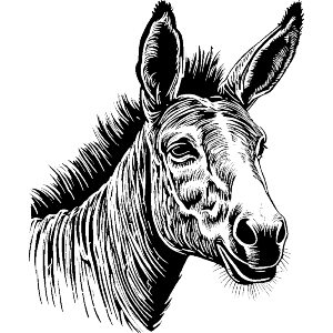 Donkey 