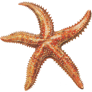 Starfish