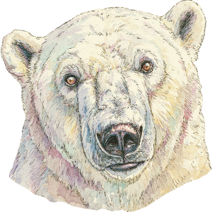 Polar Bear Portrait