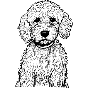 Australian Labradoodle
