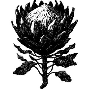 Botanical King Protea Flower