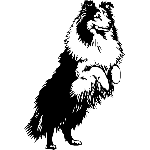 Sheltie Dog on Hind Legs
